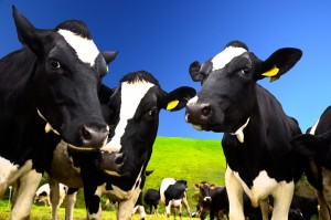 Black and white cows on the field